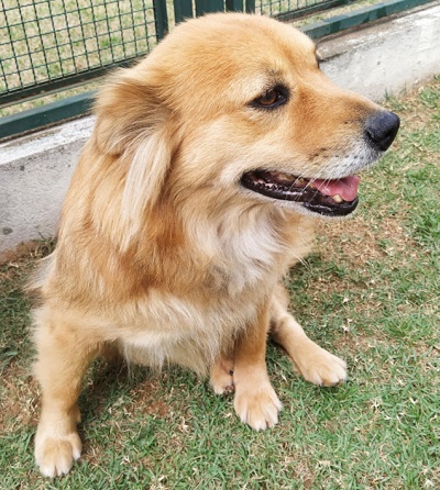 #PraCegoVer: Fotografia da cachorra de porte médio Maíra. Ela tem as cores amarelo e branco.